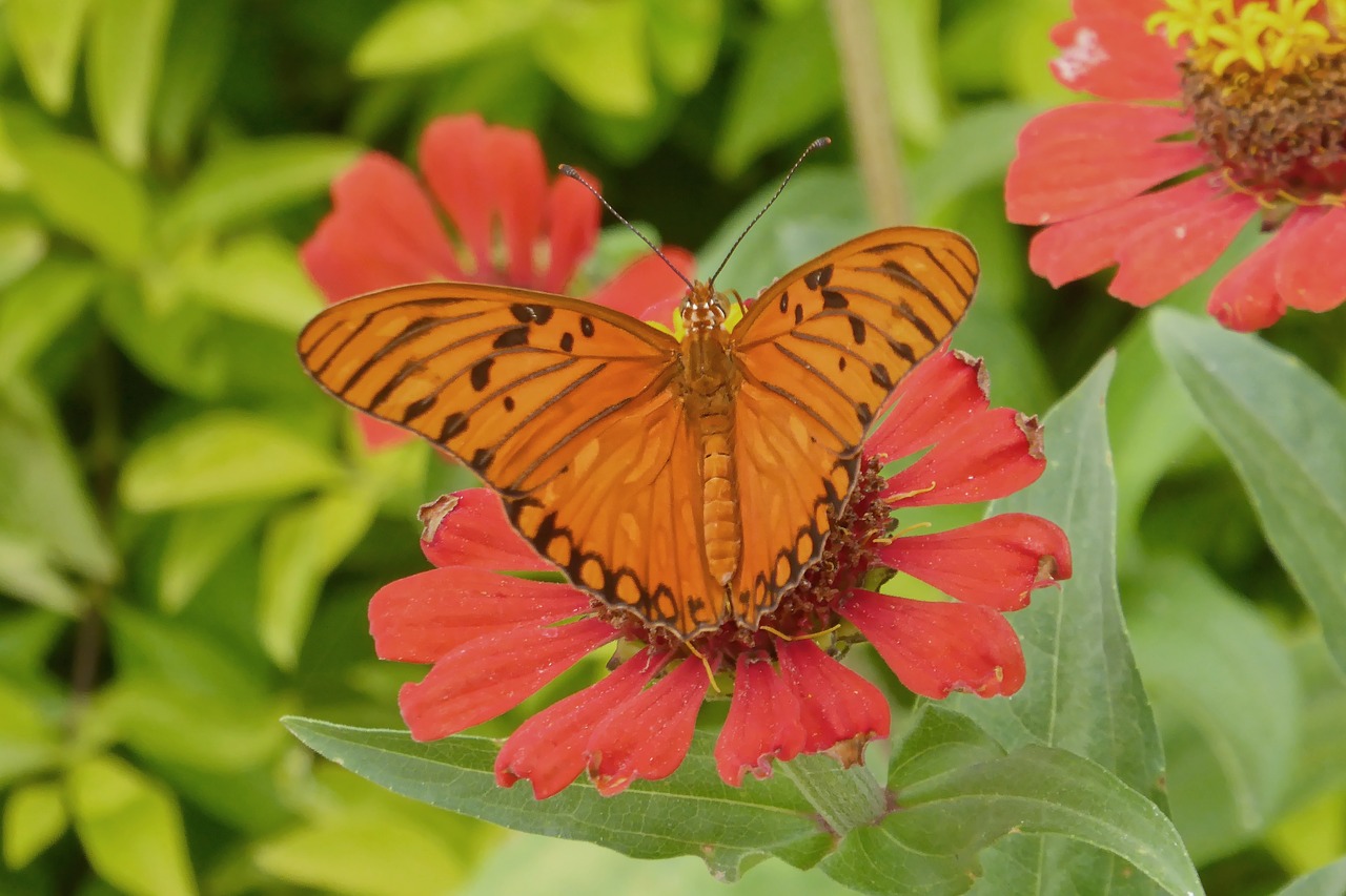 colombia  tropical plant  flower free photo