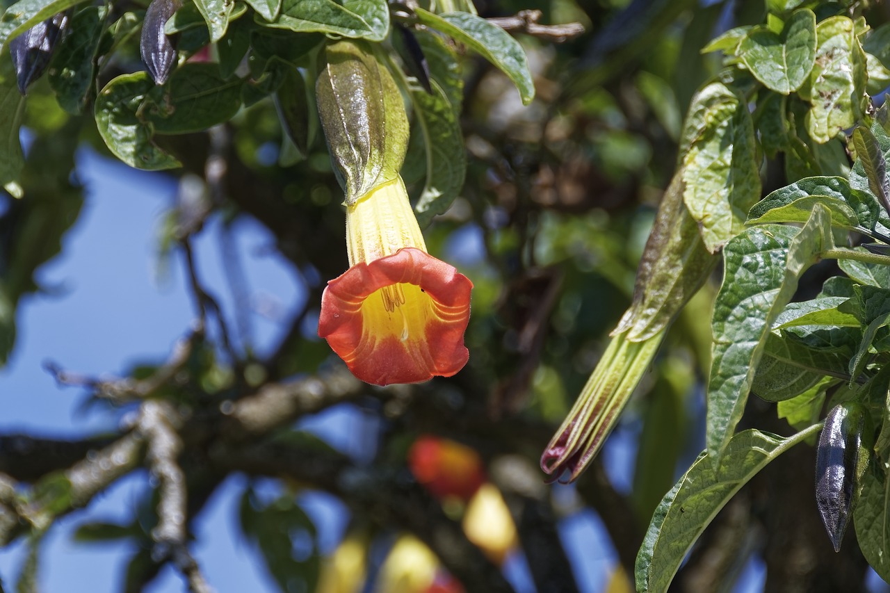 colombia  tropics  plant free photo