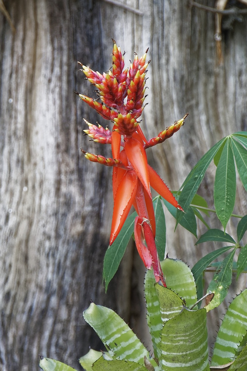 colombia  tropics  plant free photo