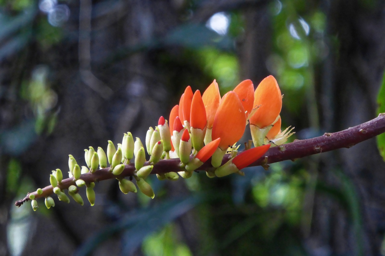 colombia  tropics  plant free photo