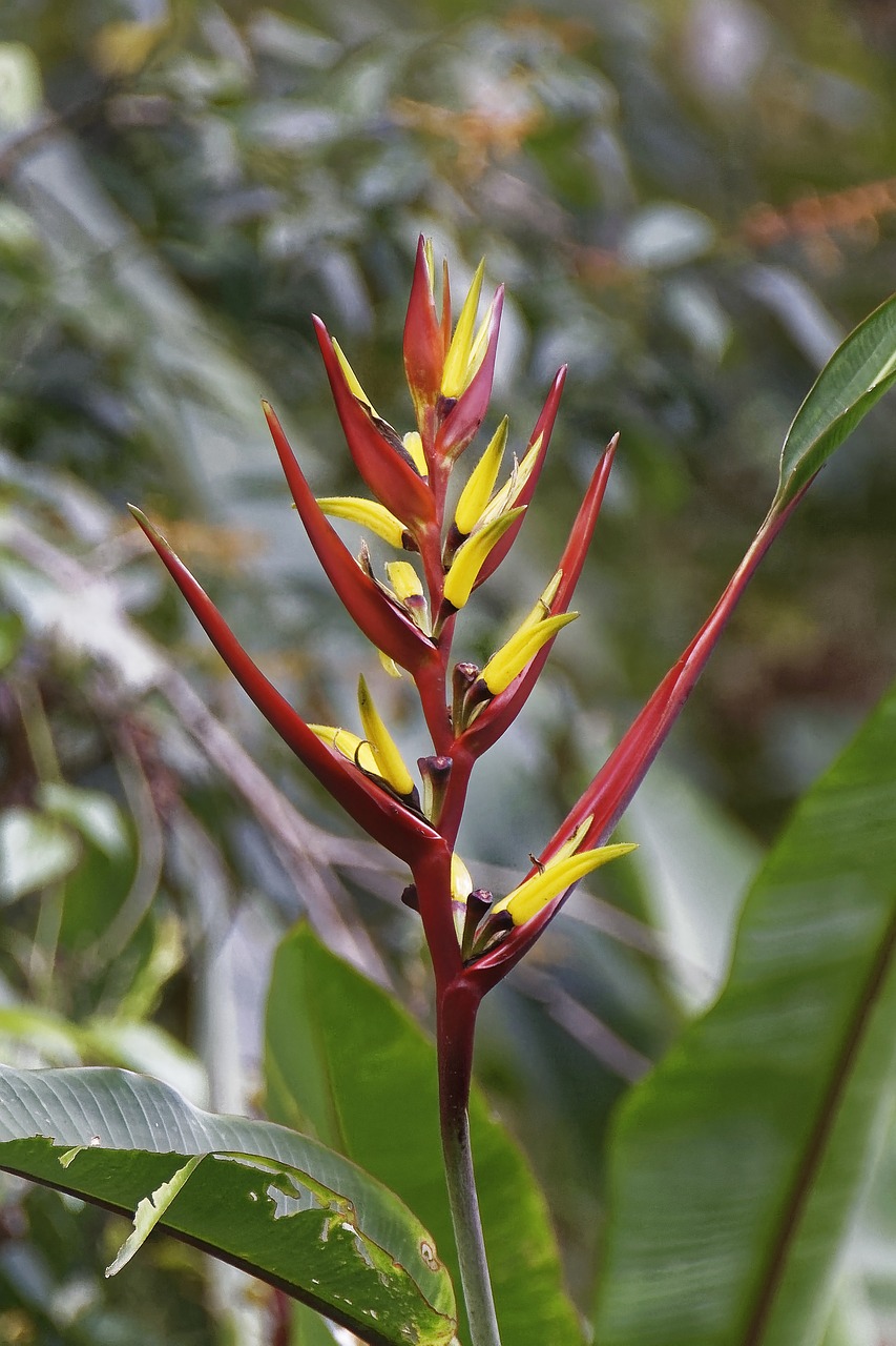 colombia  tropics  plant free photo