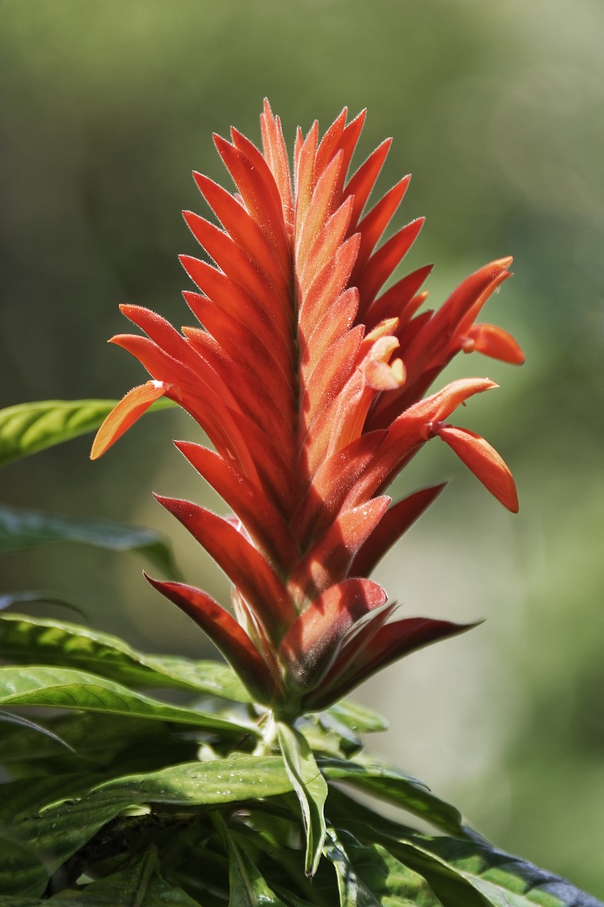 colombia  tropics  plant free photo