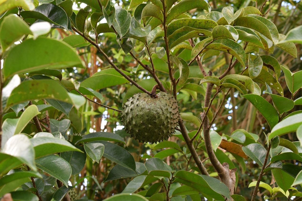 colombia  fruit  guanabana free photo