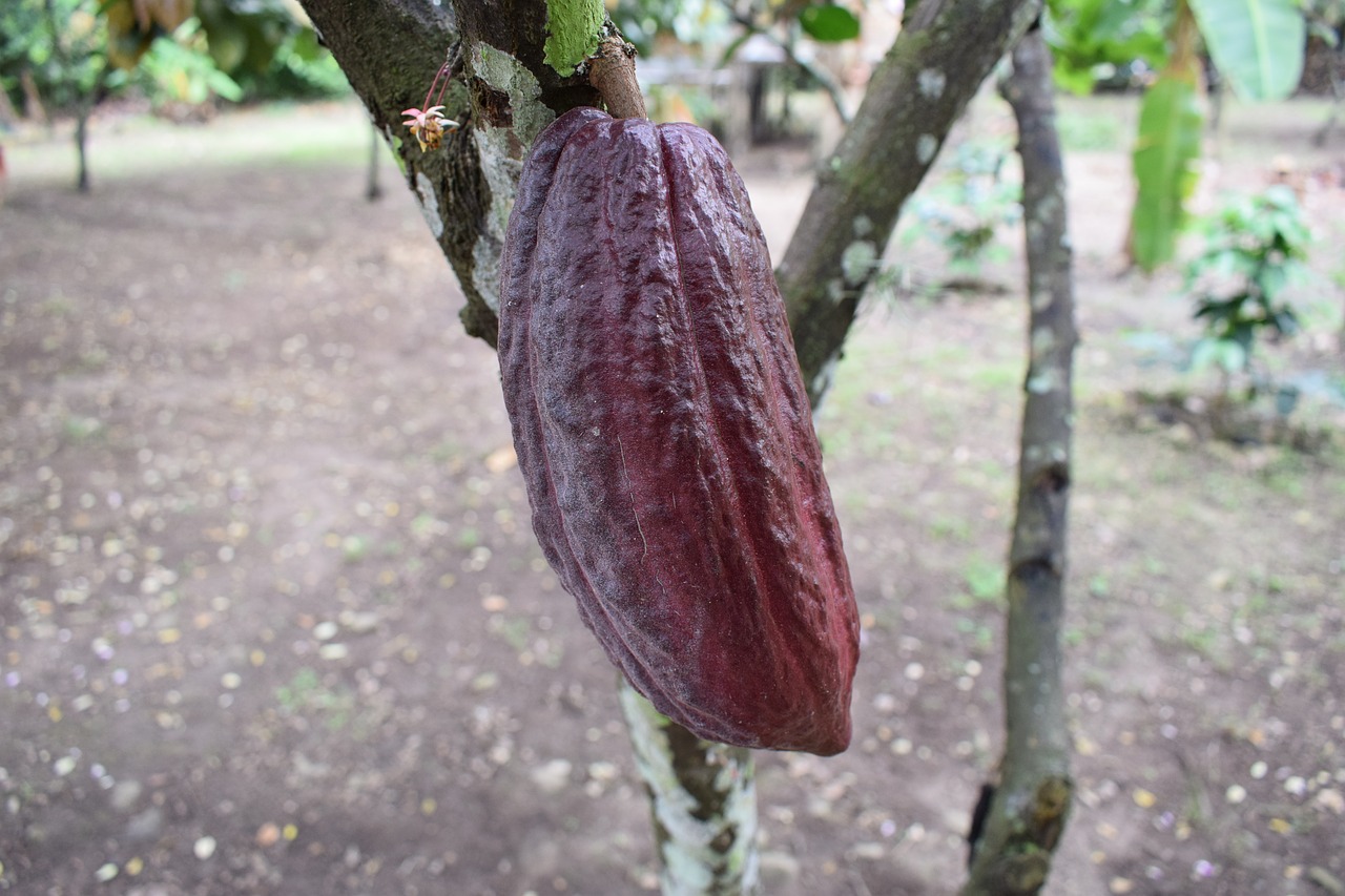 colombia  cocoa  fruit free photo