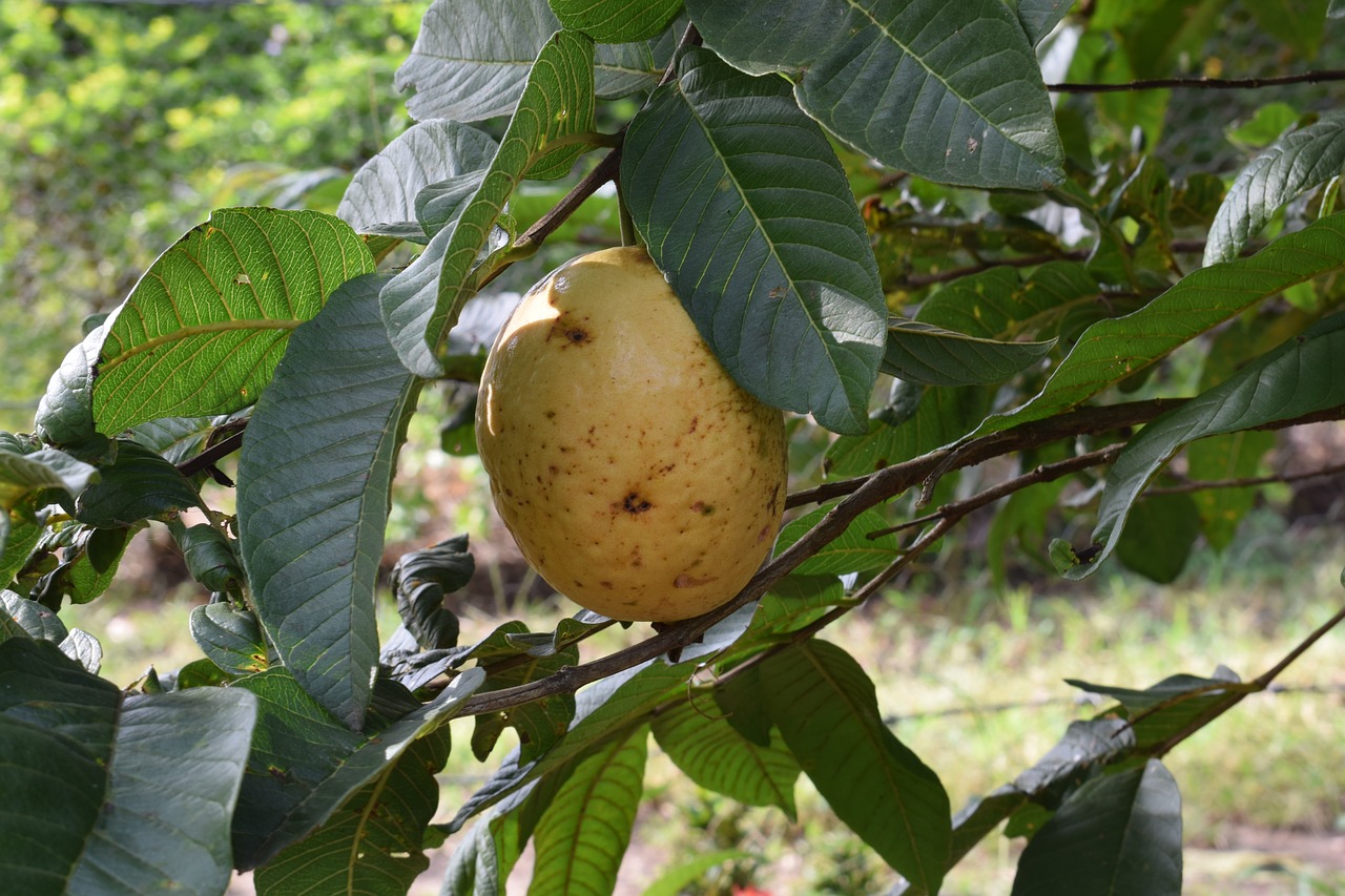 colombia  fruit  guava free photo