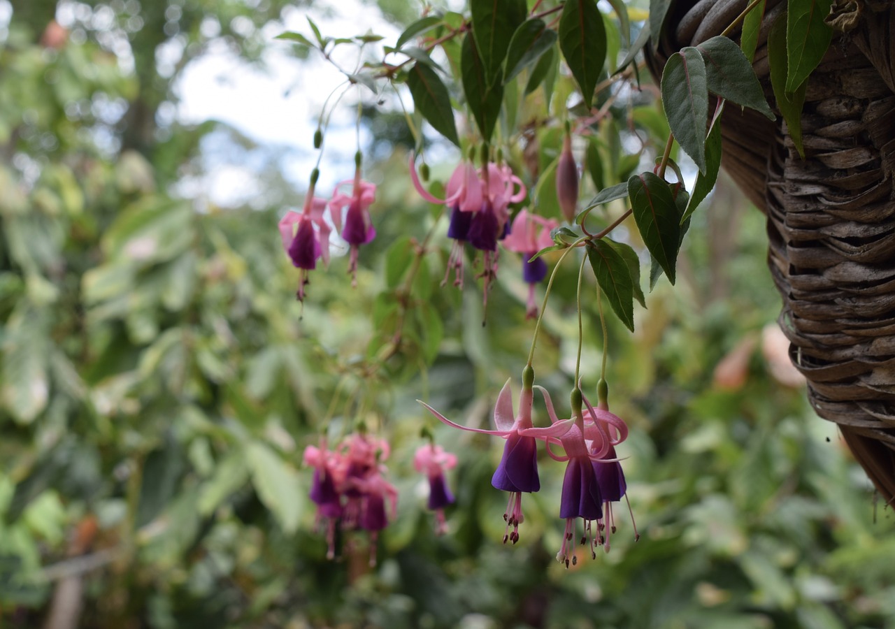 colombia  flower  nature free photo