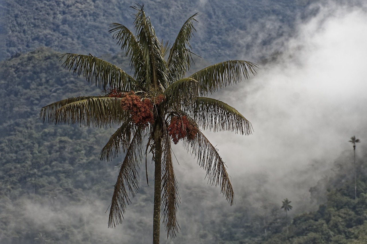 colombia  palm  quindio wax palm free photo