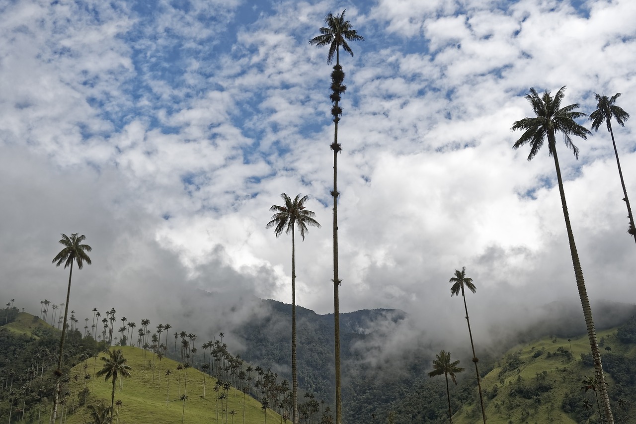 colombia  palm trees  cocora valley free photo