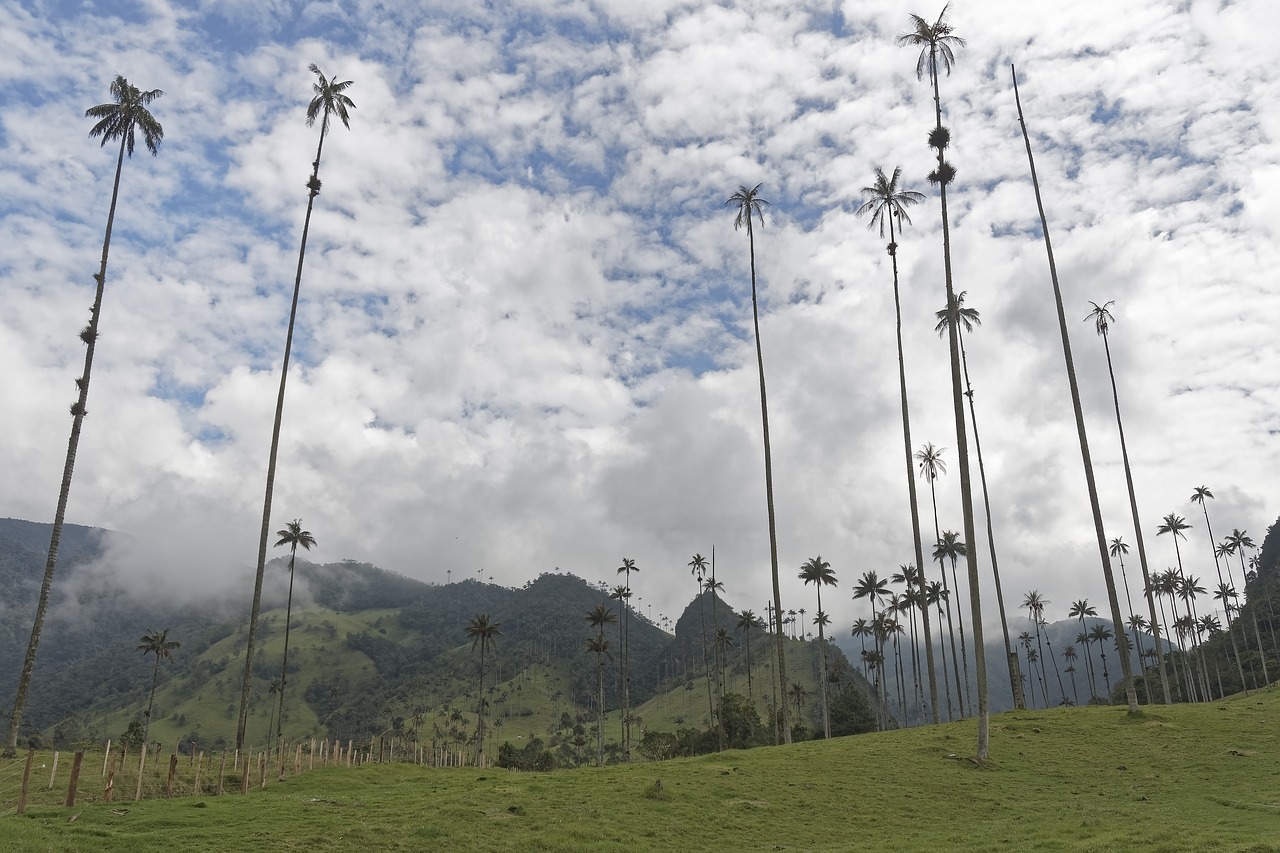 colombia  palm trees  cocora valley free photo