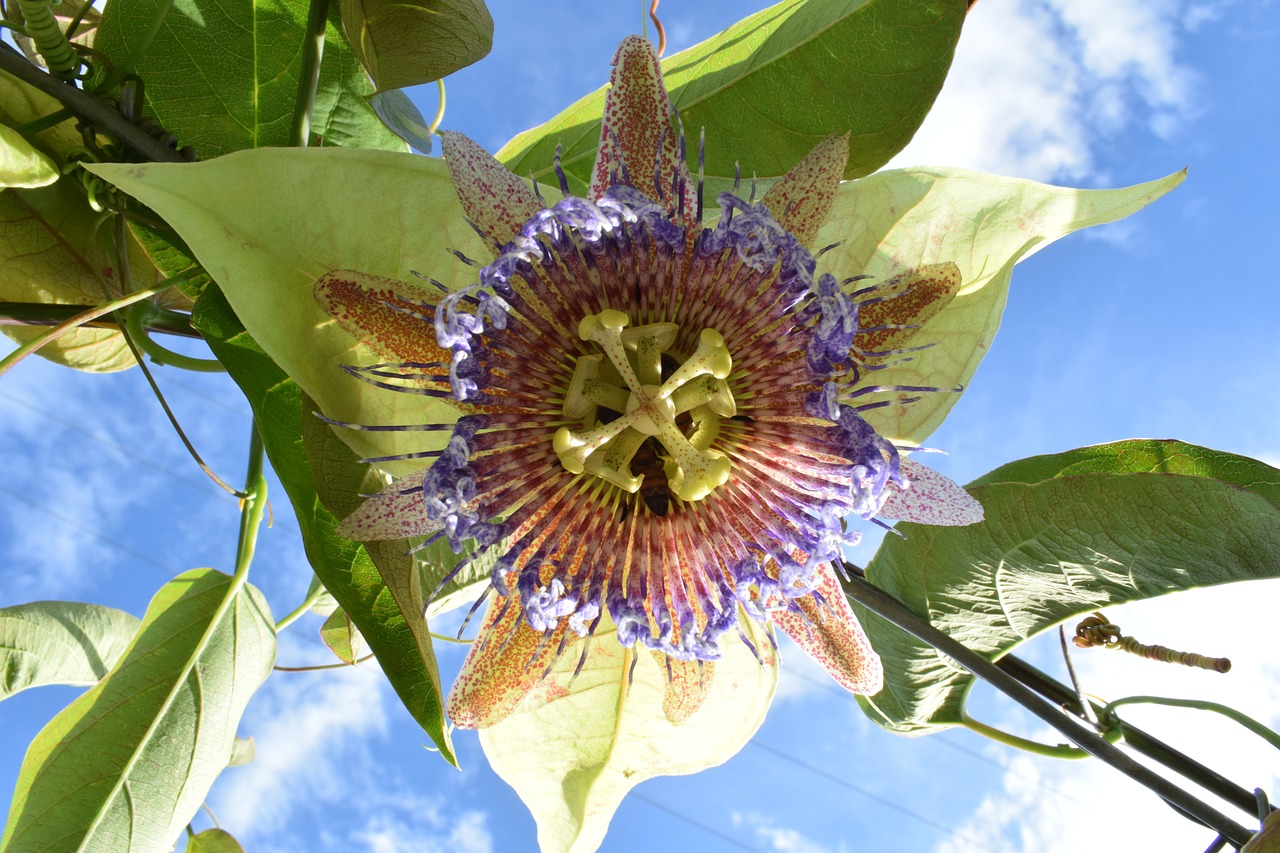 colombia  flower  tropical fruits free photo