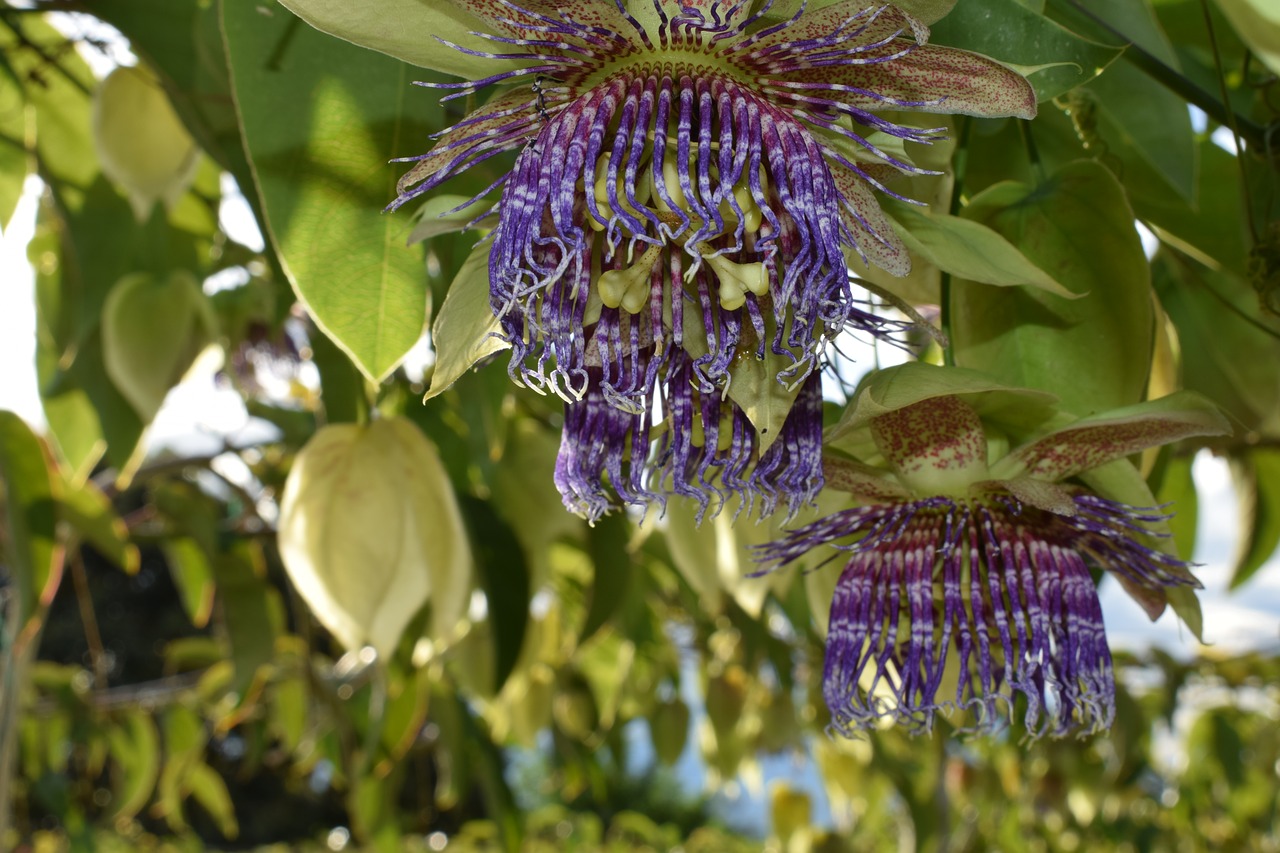 colombia  flowers  passiflora free photo