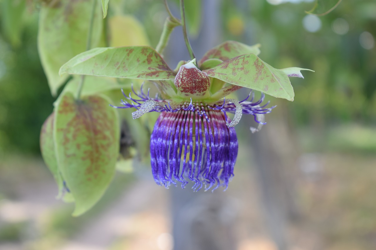 colombia  flower  passiflora free photo