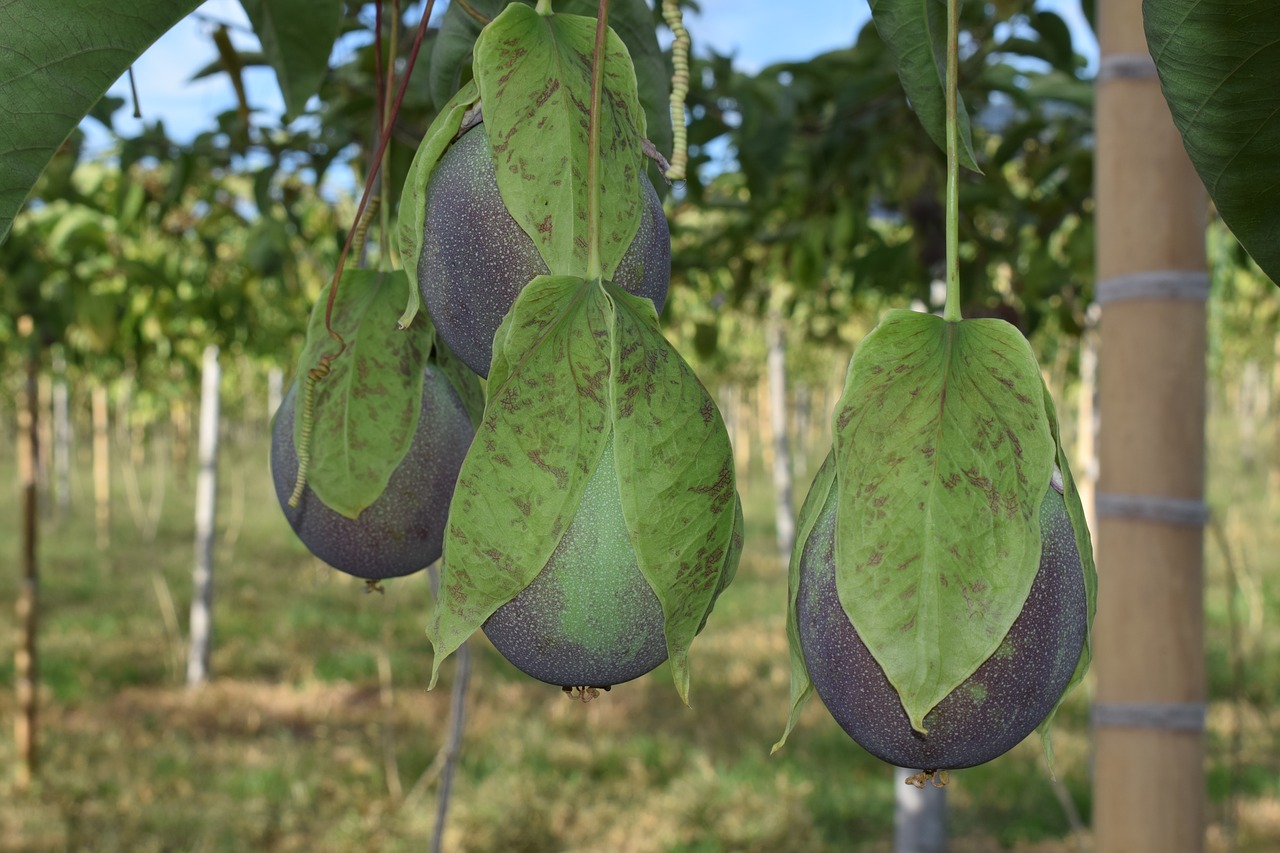 colombia  fruit  passiflora free photo