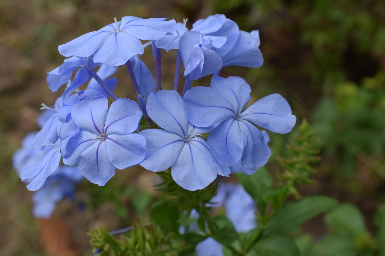 colombia  flowers  petals free photo