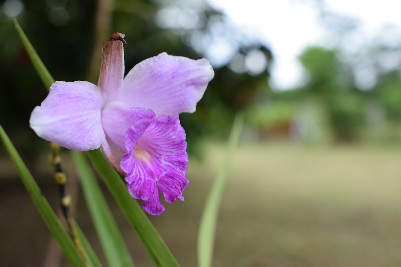 colombia  flowers  orchid free photo