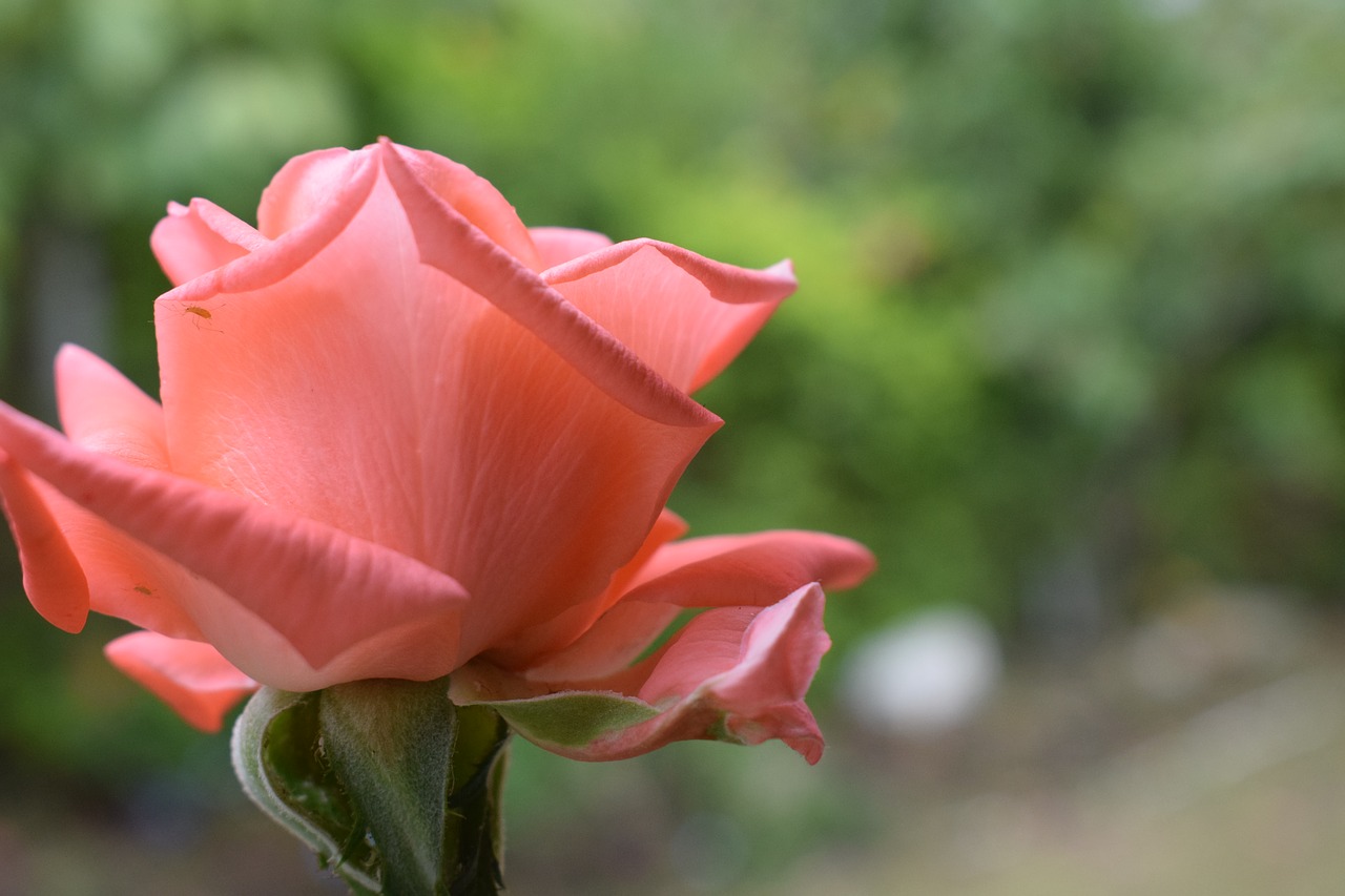 colombia  flowers  roses free photo