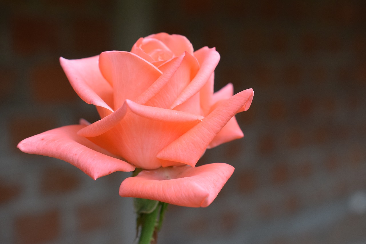 colombia  flowers  roses free photo