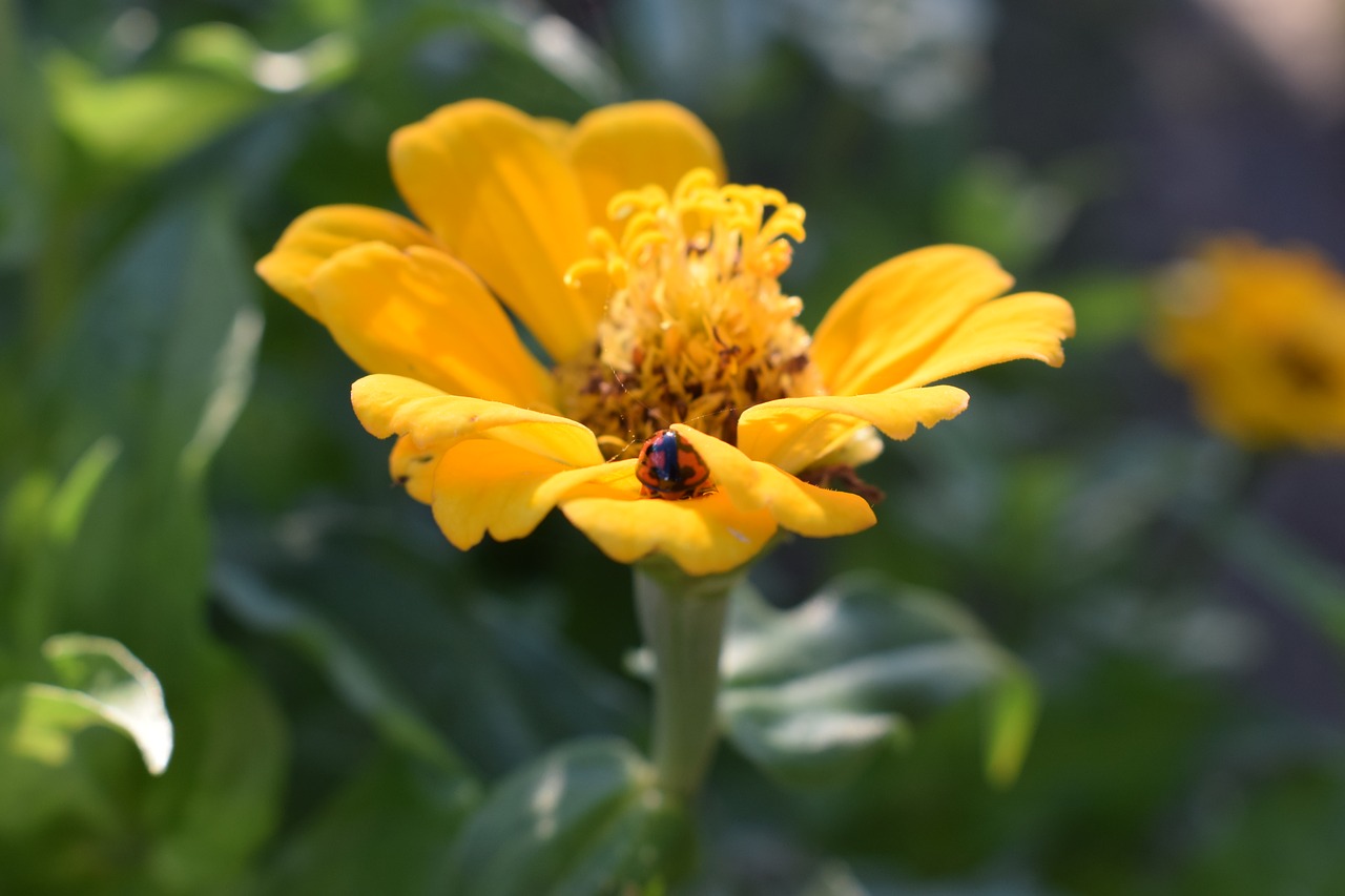 colombia  flowers  ladybug free photo