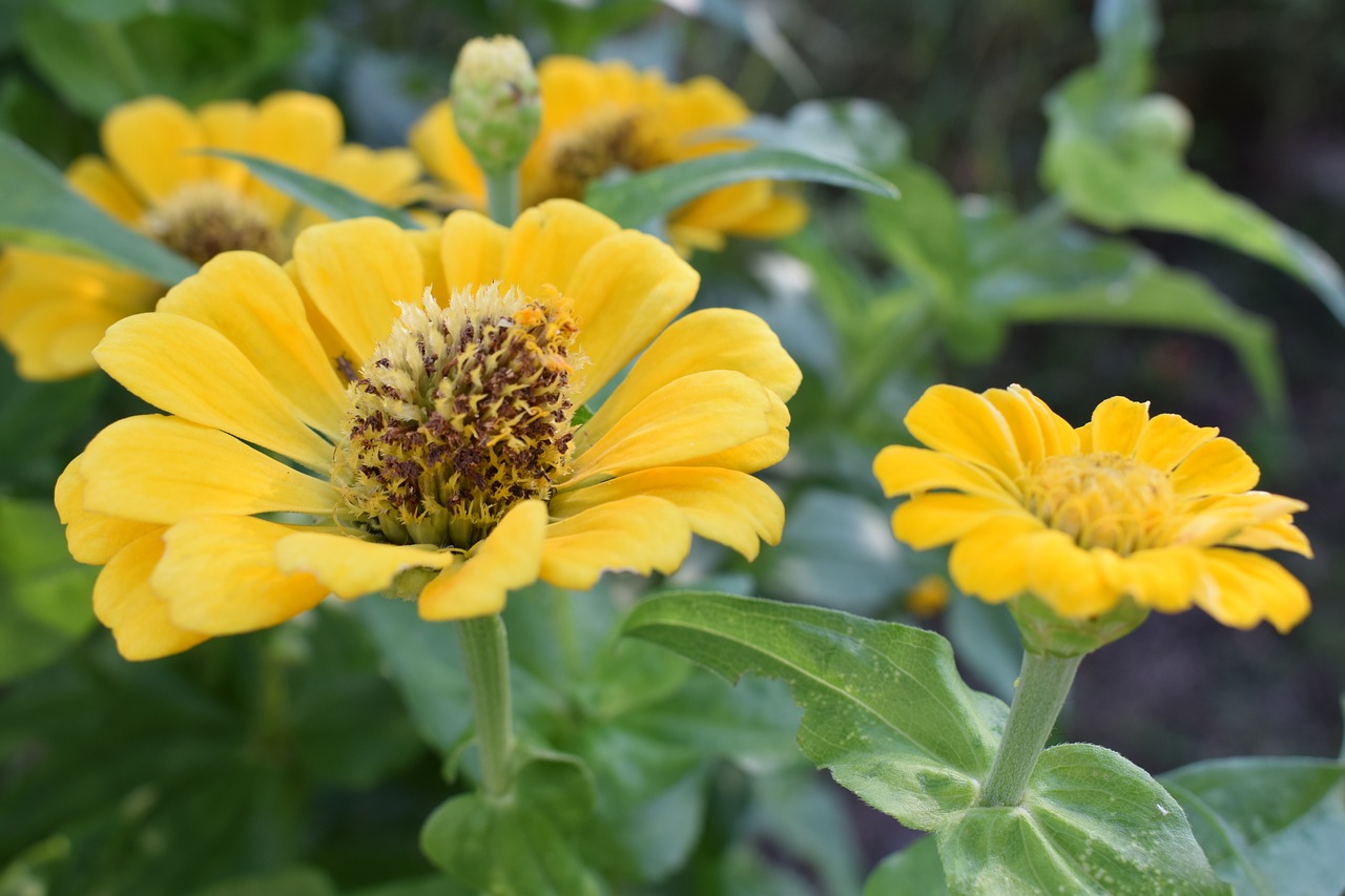 colombia  flowers  petal free photo