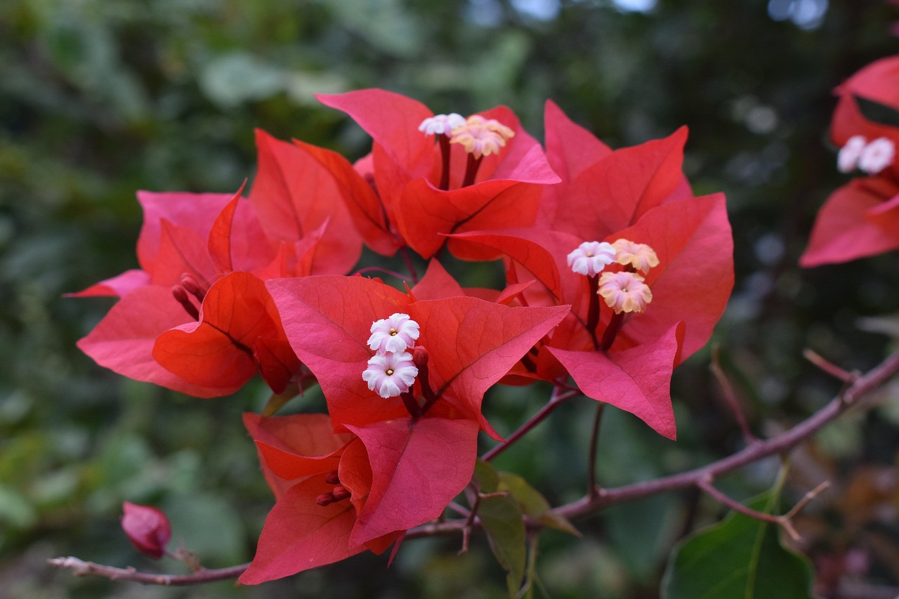 colombia  flowers  petal free photo