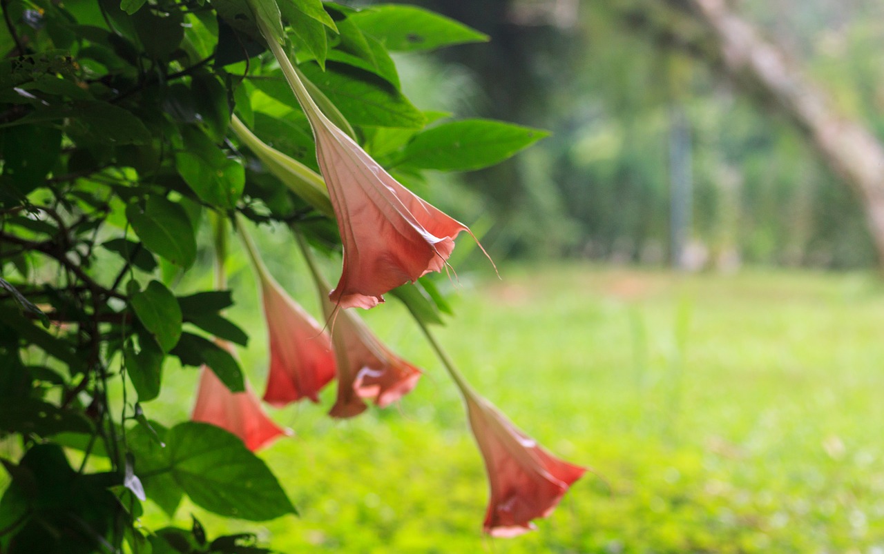 colombia  flowers  nature free photo