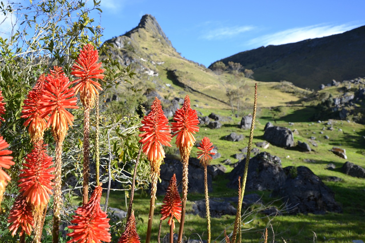 colombia elcocuy mountains free photo