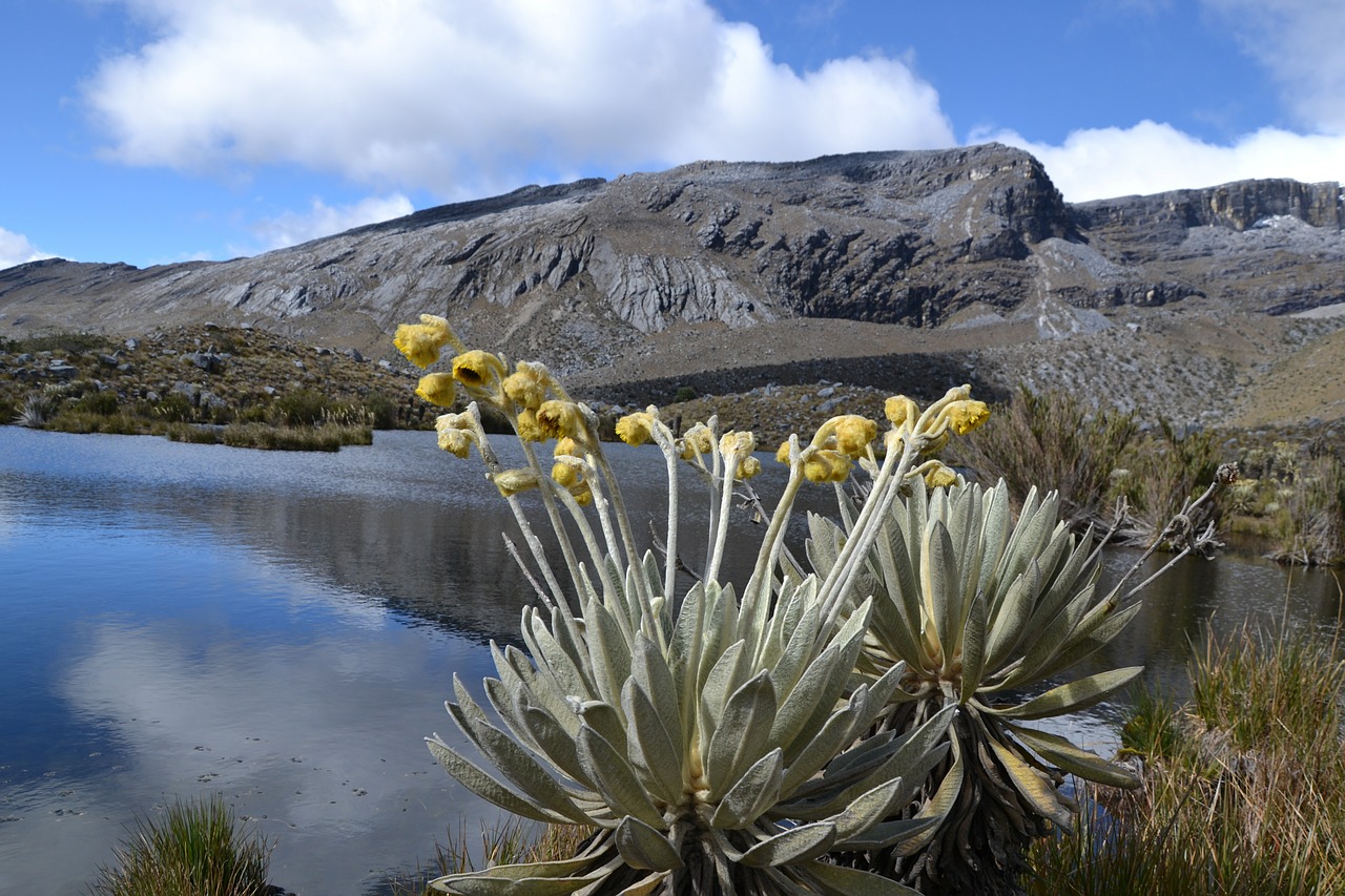 colombia national park elcocuy free photo