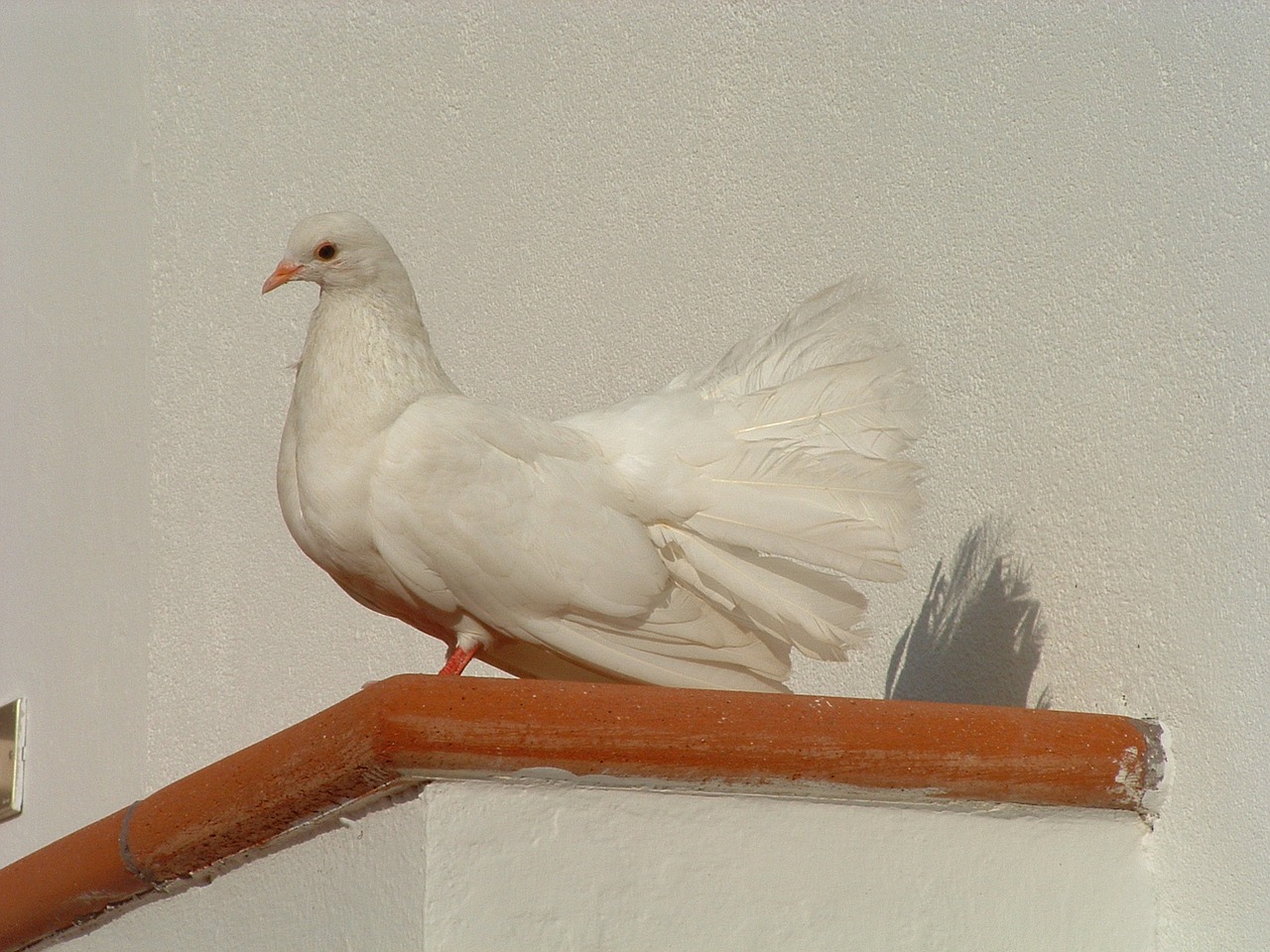 colombo white bird free photo