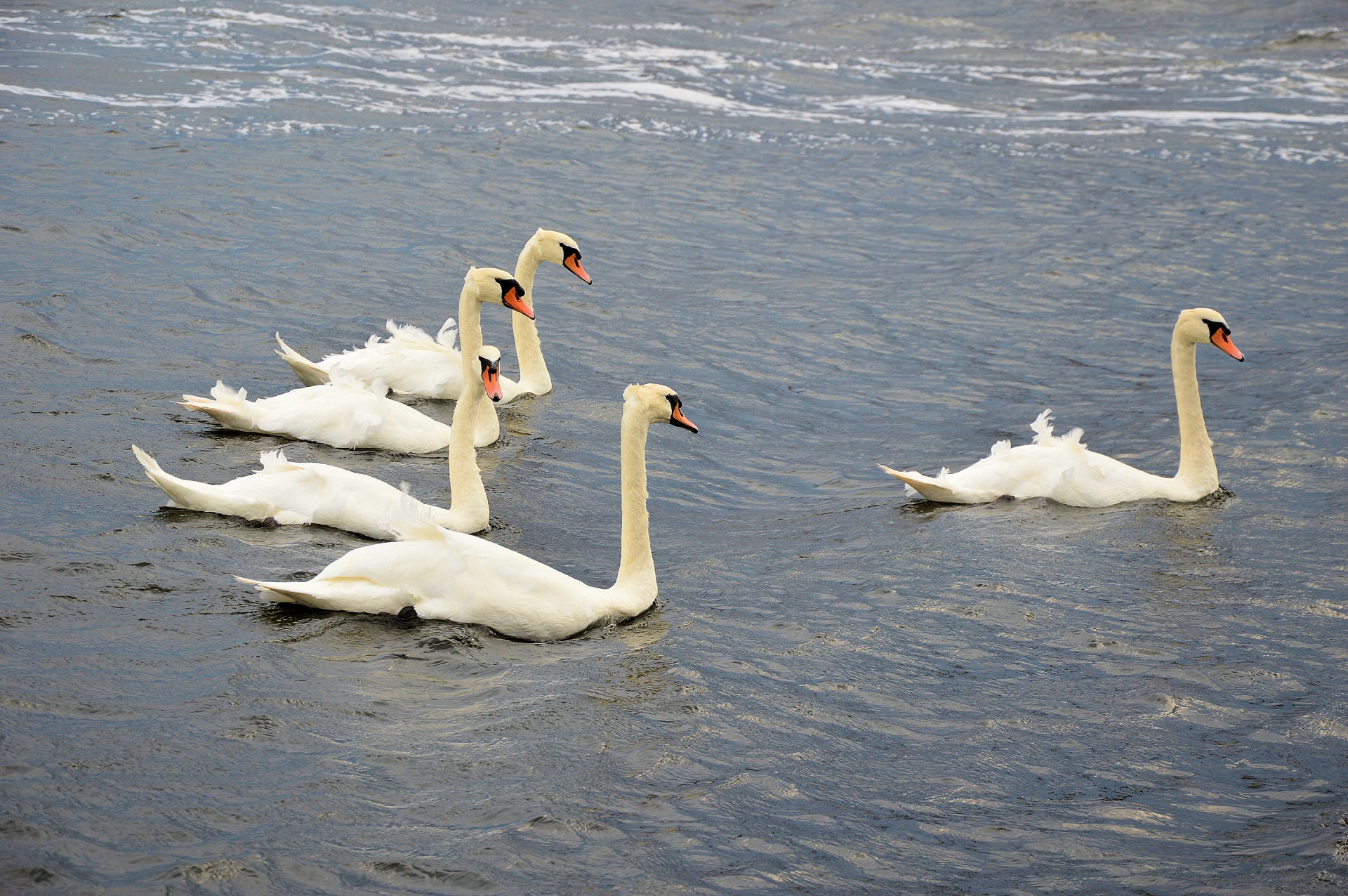 swan white swan bird free photo