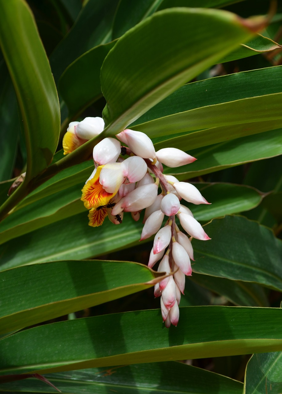 colony flower flowers free photo