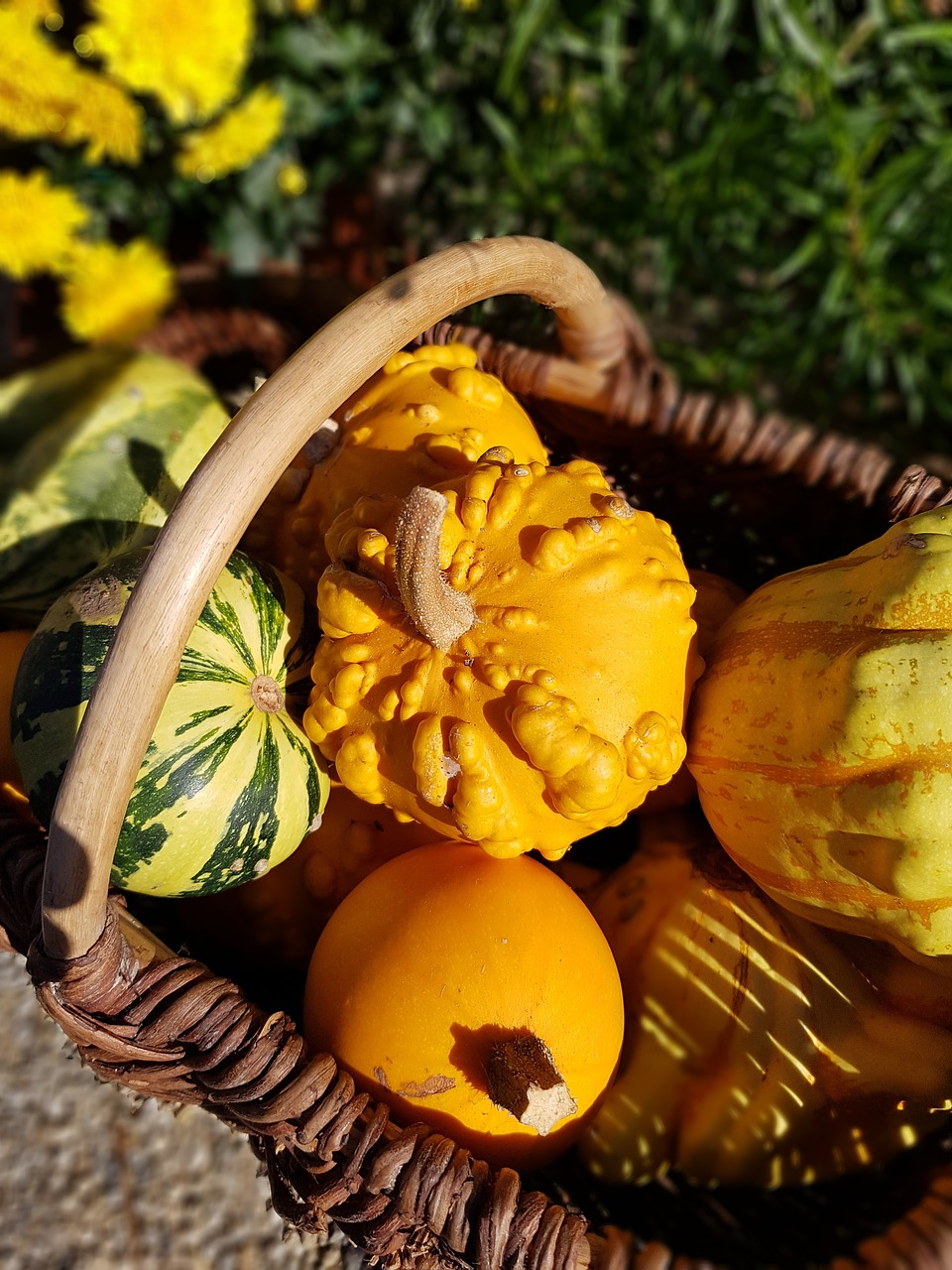 coloquinte  basket  pumpkin free photo