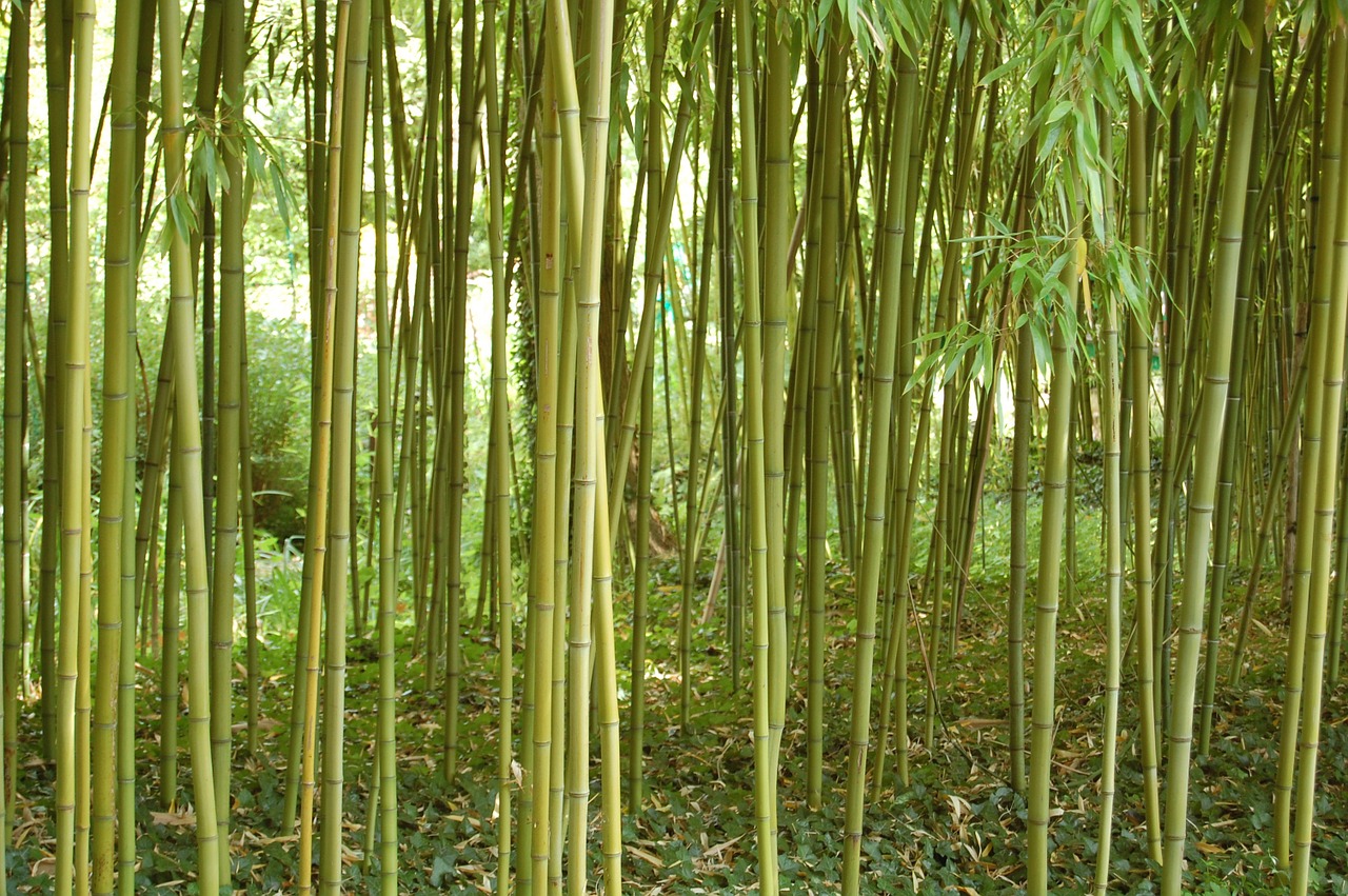 color green bamboo free photo