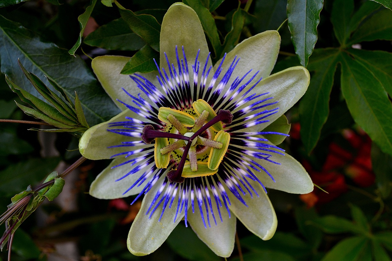 passionflower color exotic bush free photo