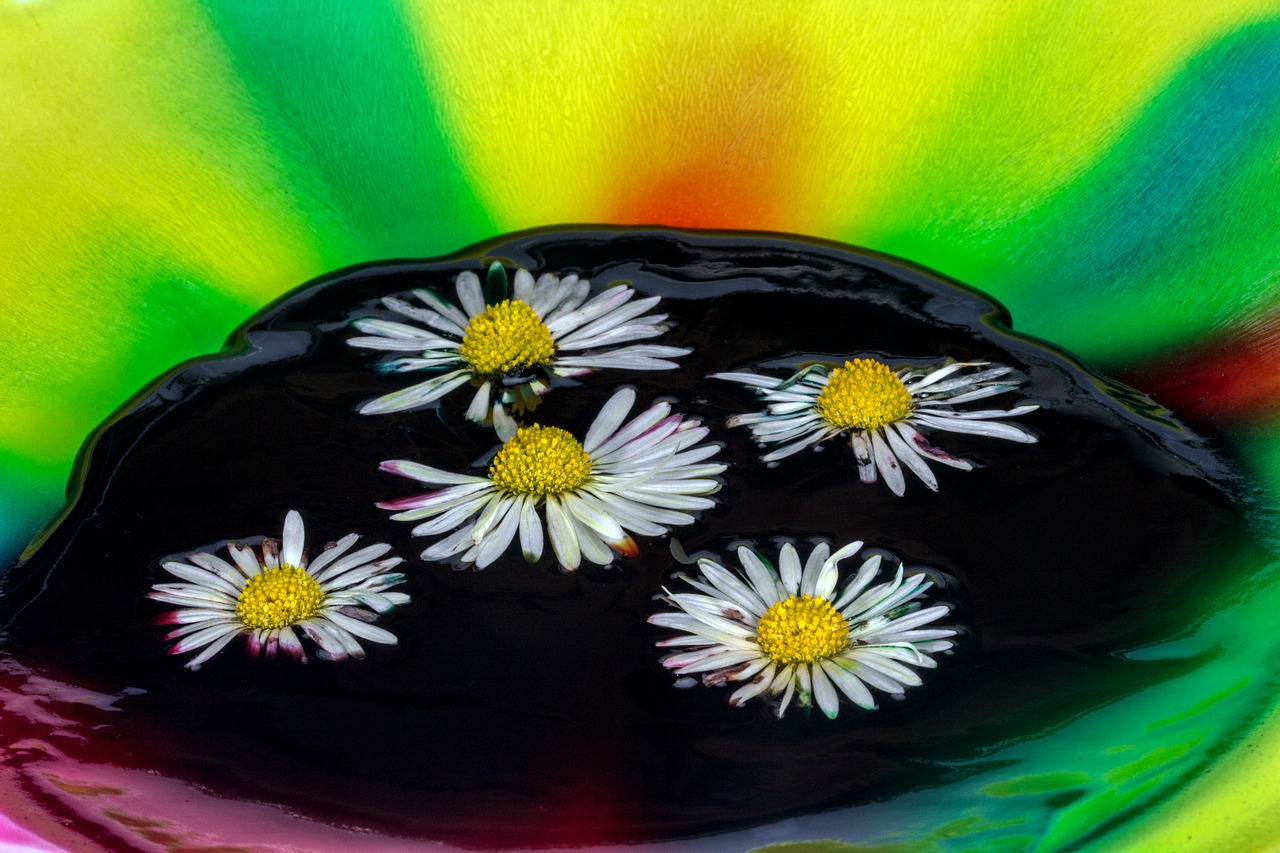 color watercolor daisy free photo