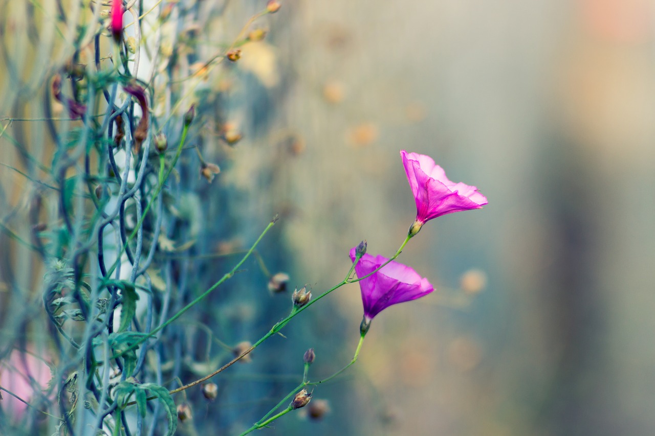 color flowers pink free photo