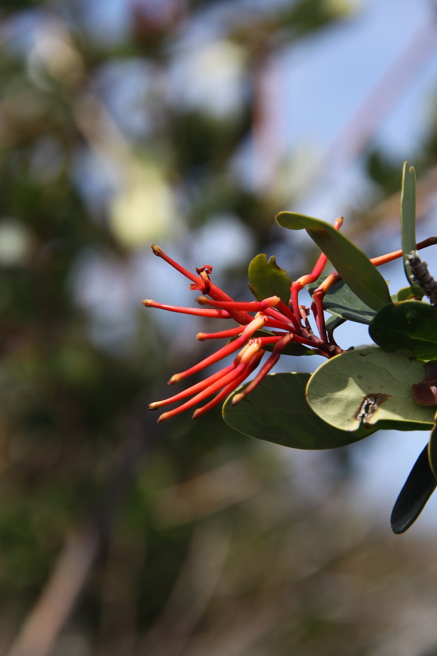 color red flower red free photo