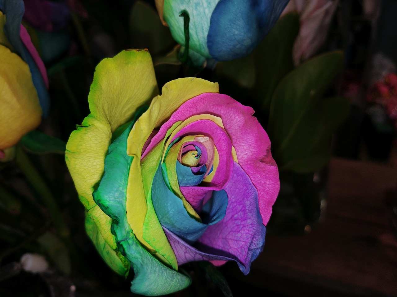 color rose flower shop free photo