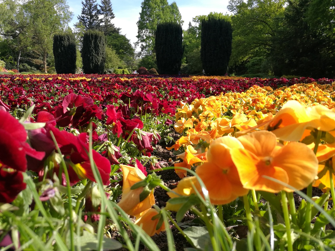 color flowers nature free photo