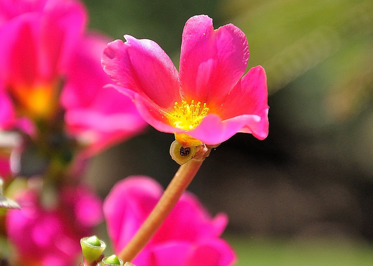 color nature flower free photo