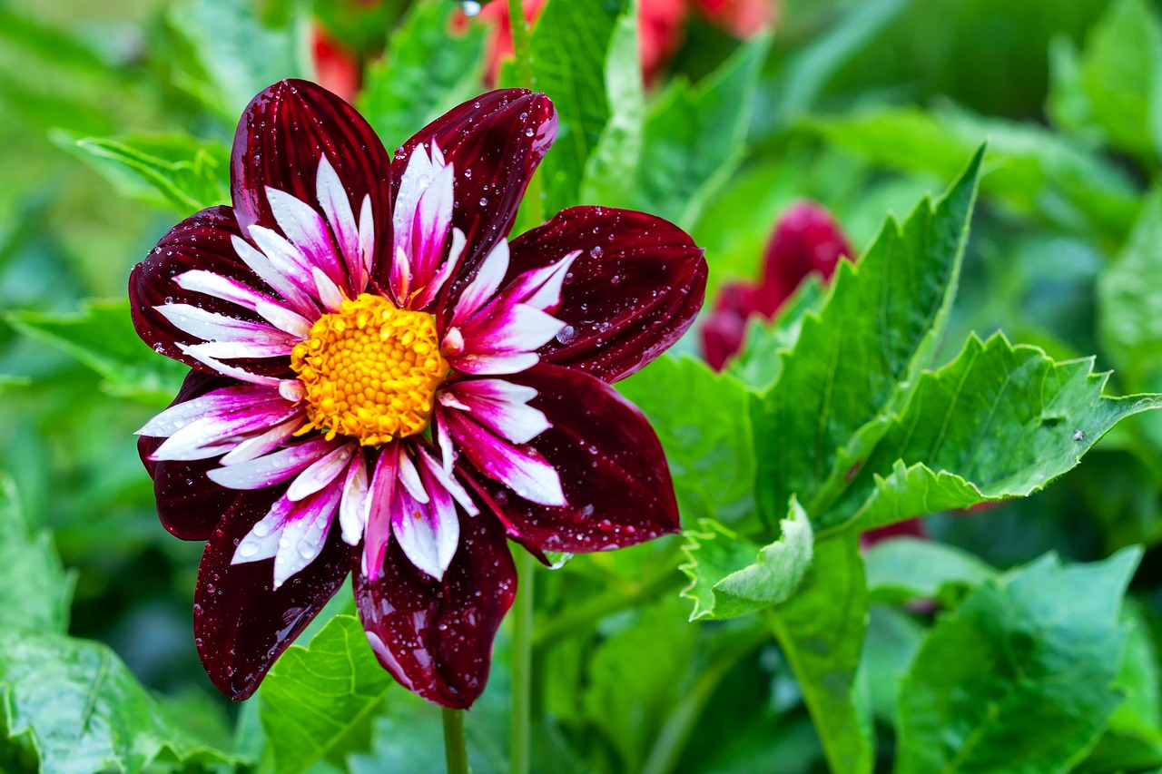 color flower green free photo