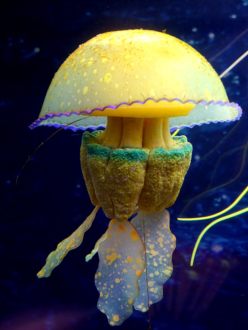 color medusa underwater world free photo