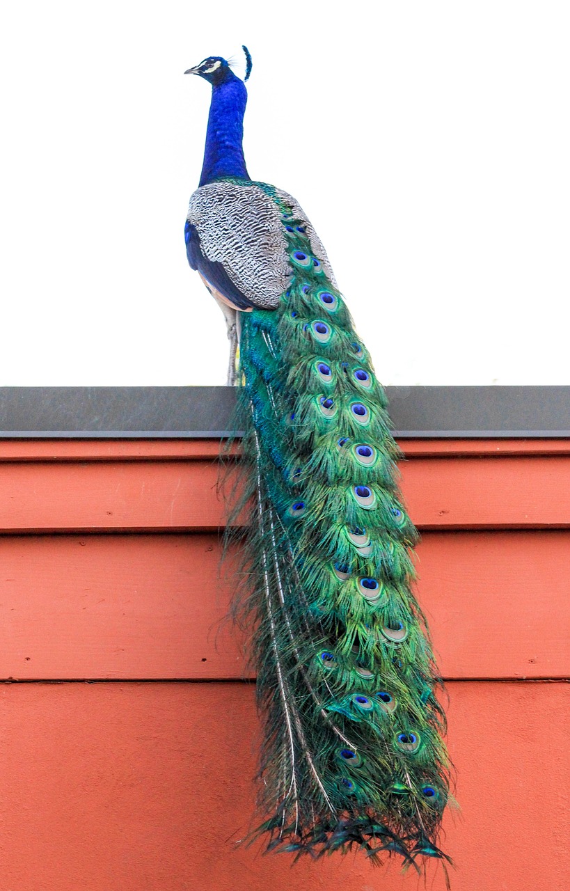 color peacock beautiful free photo