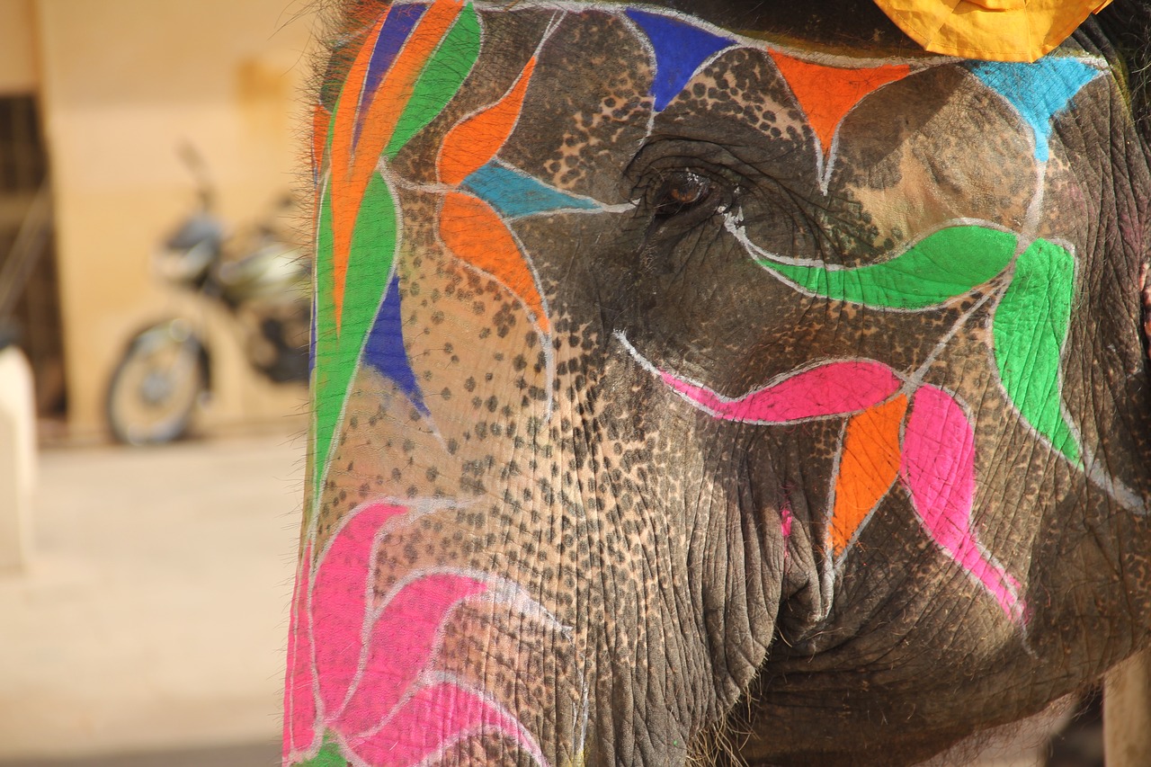 color art elephant free photo