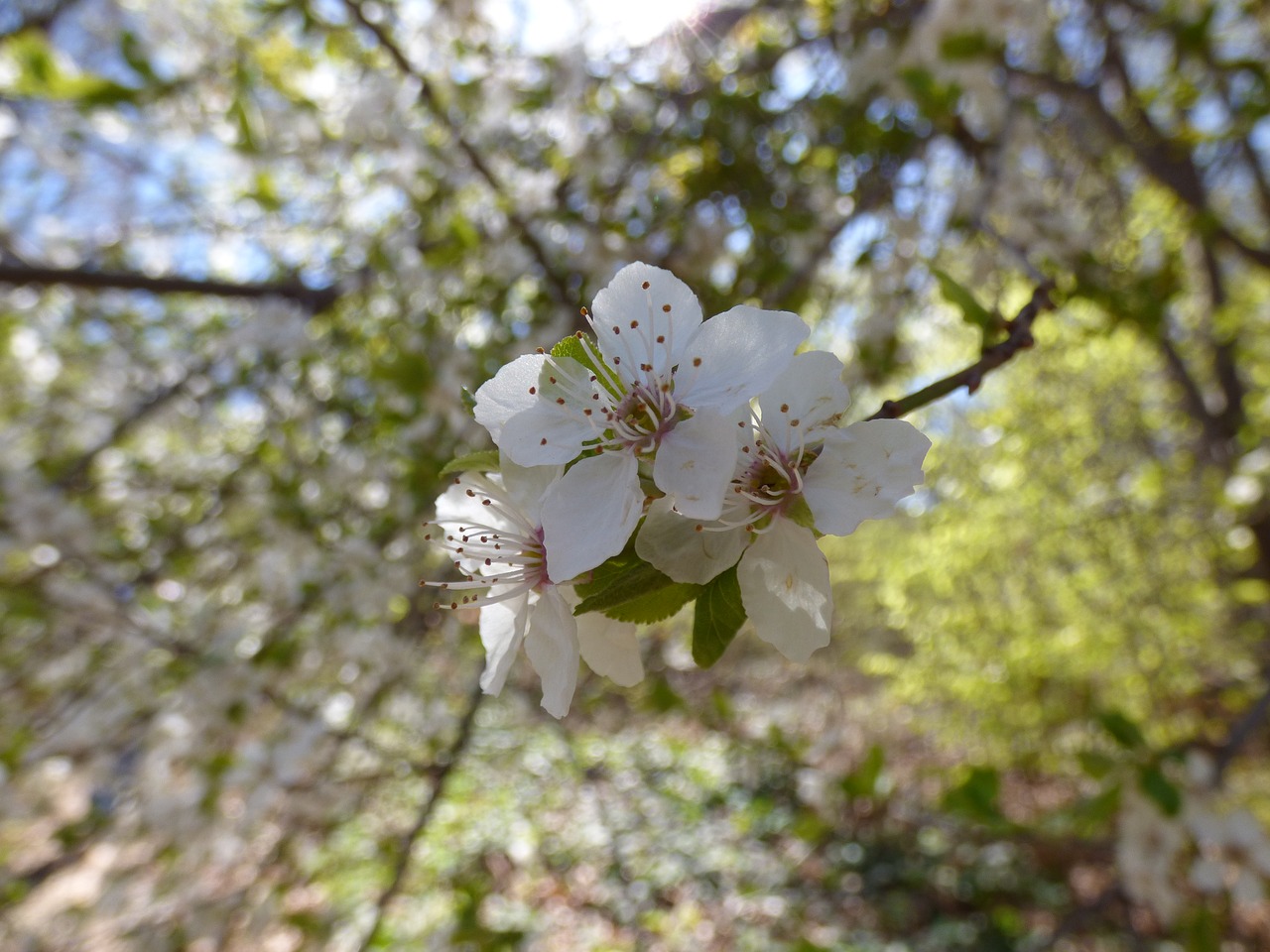 color  the junk  spring free photo