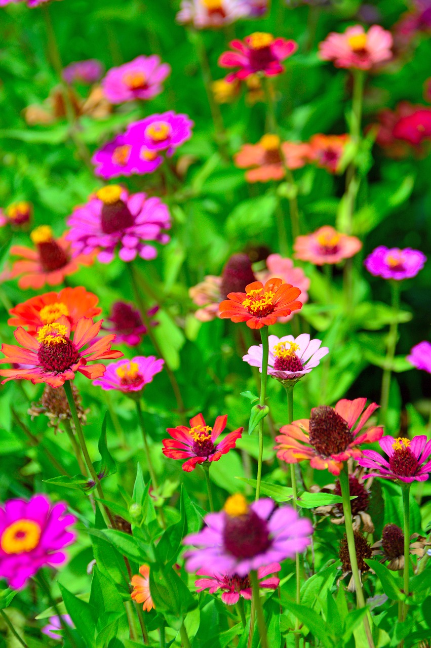 color  summer  flowers free photo