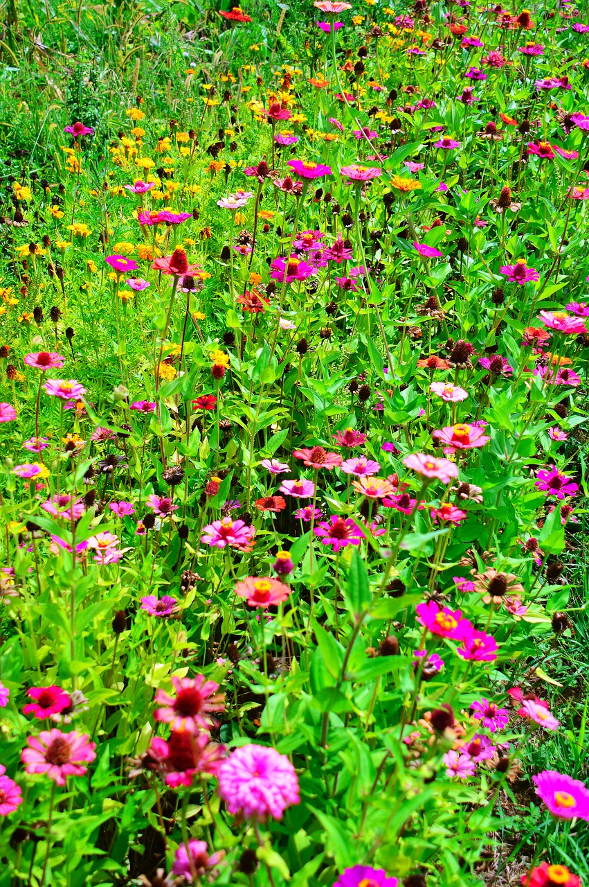 color  summer  flowers free photo