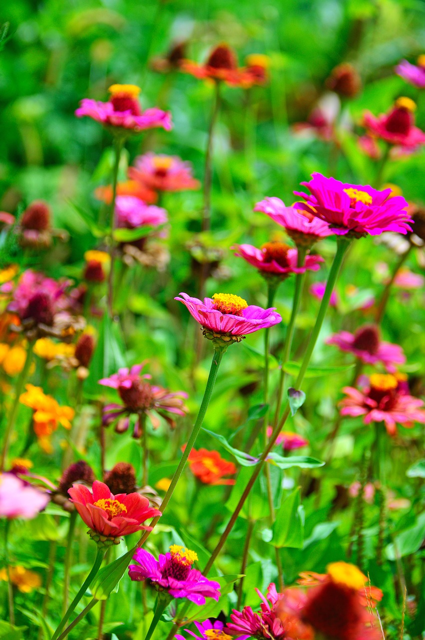 color  summer  flowers free photo