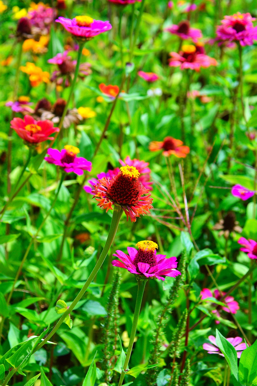 color  summer  flowers free photo