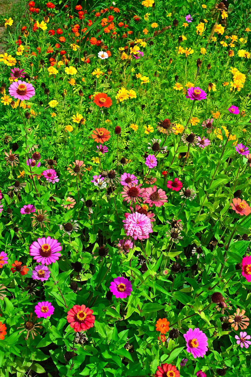 color  summer  flowers free photo