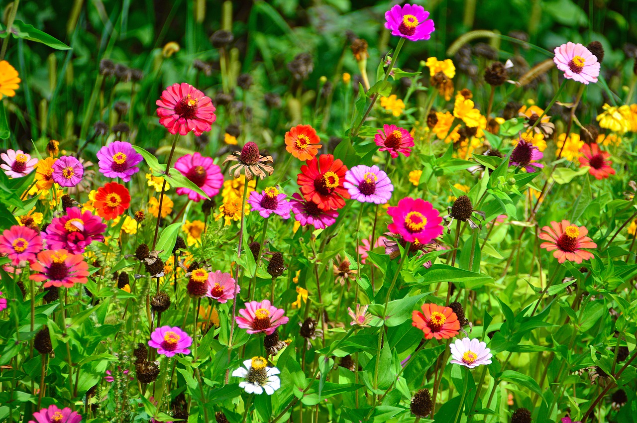 color  summer  summer flowers free photo